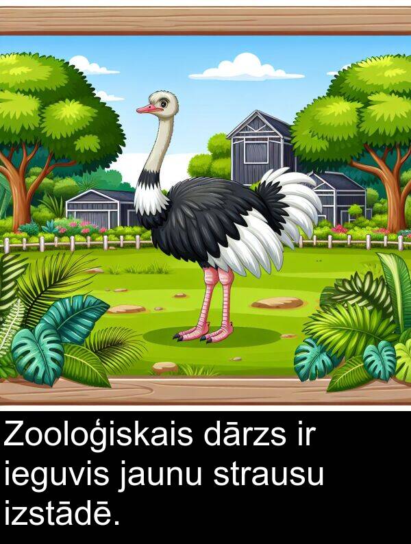 ieguvis: Zooloģiskais dārzs ir ieguvis jaunu strausu izstādē.