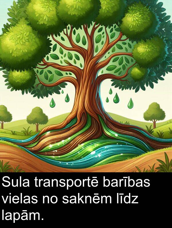 lapām: Sula transportē barības vielas no saknēm līdz lapām.