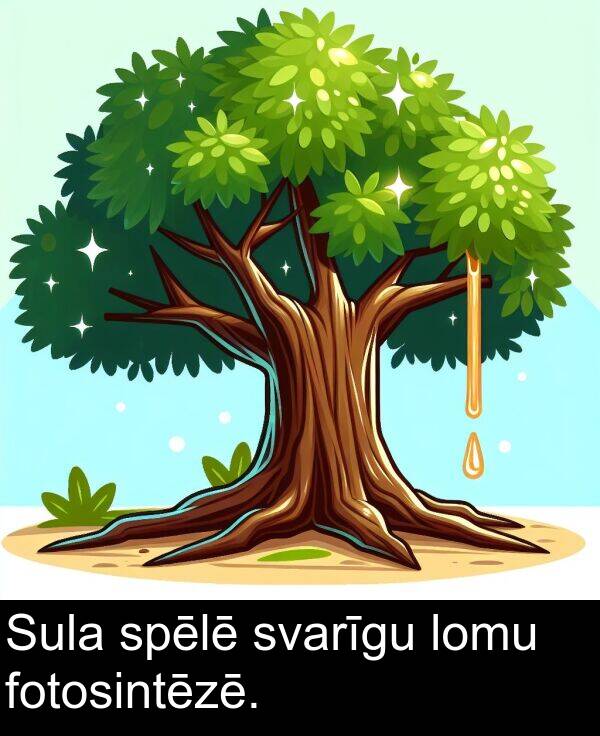lomu: Sula spēlē svarīgu lomu fotosintēzē.