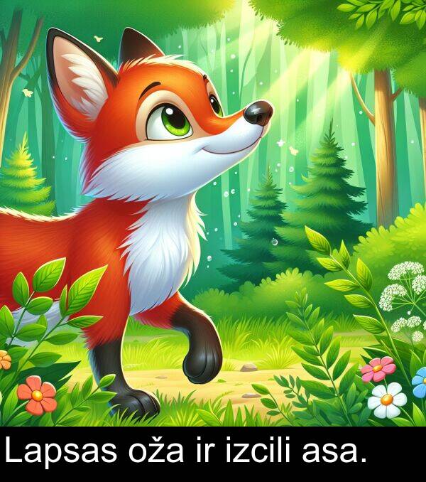 oža: Lapsas oža ir izcili asa.
