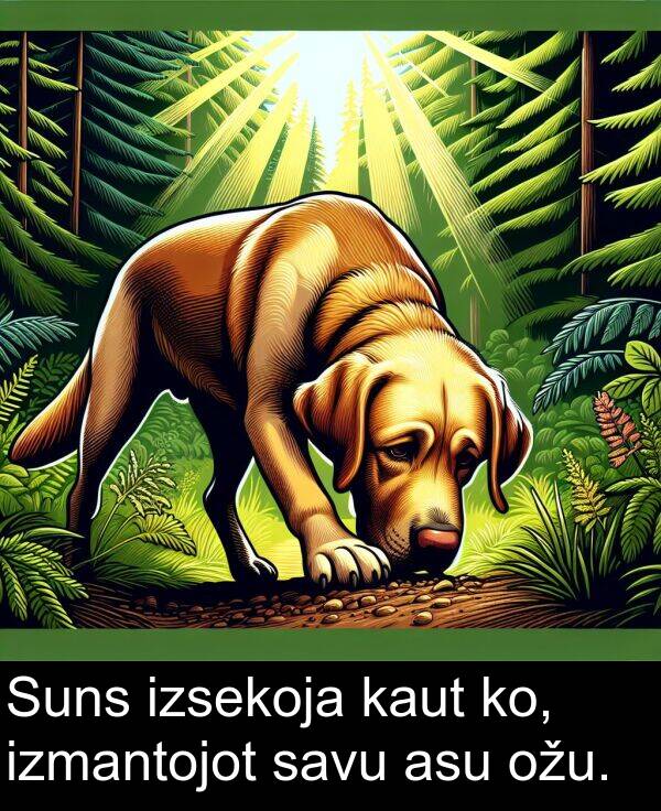 ko: Suns izsekoja kaut ko, izmantojot savu asu ožu.