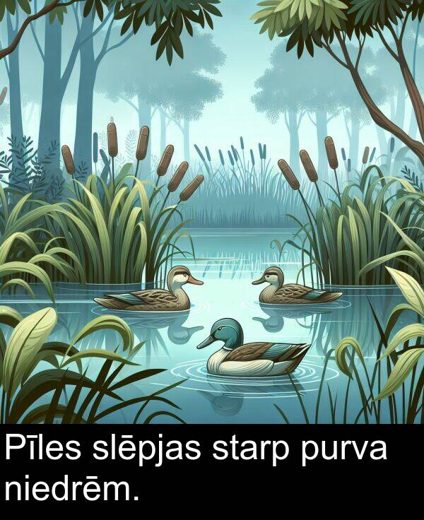 purva: Pīles slēpjas starp purva niedrēm.