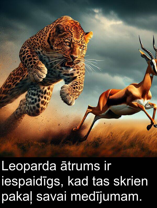 pakaļ: Leoparda ātrums ir iespaidīgs, kad tas skrien pakaļ savai medījumam.