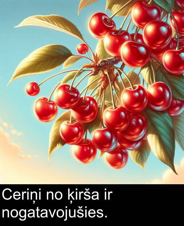 ķirša: Ceriņi no ķirša ir nogatavojušies.