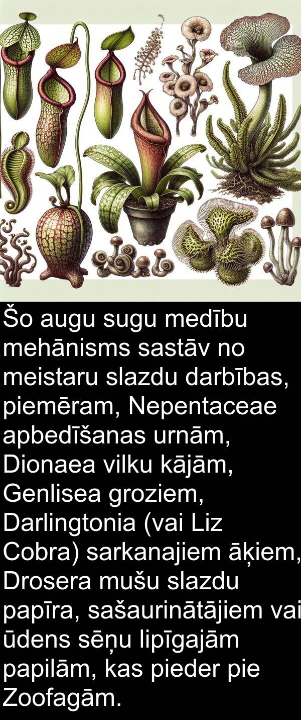 medību: Šo augu sugu medību mehānisms sastāv no meistaru slazdu darbības, piemēram, Nepentaceae apbedīšanas urnām, Dionaea vilku kājām, Genlisea groziem, Darlingtonia (vai Liz Cobra) sarkanajiem āķiem, Drosera mušu slazdu papīra, sašaurinātājiem vai ūdens sēņu lipīgajām papilām, kas pieder pie Zoofagām.