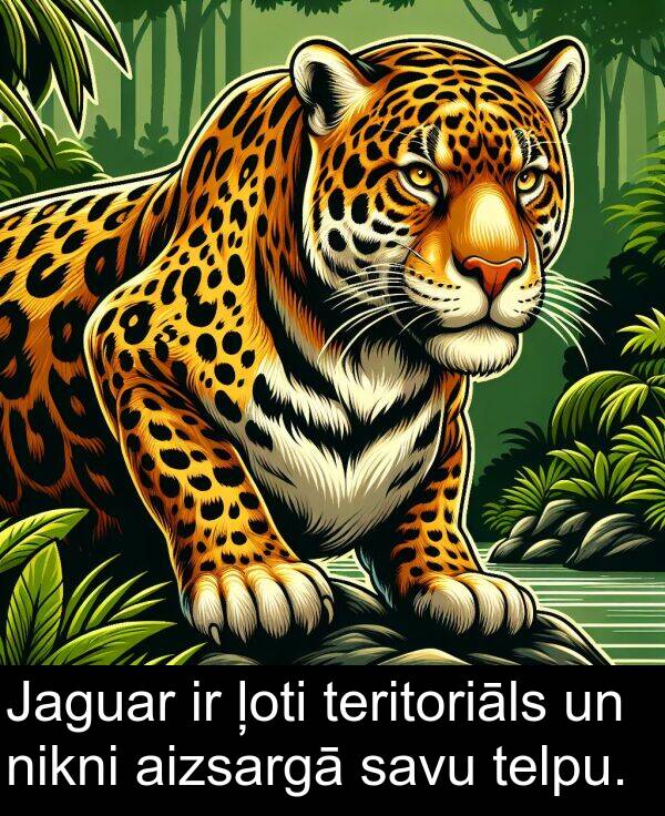 aizsargā: Jaguar ir ļoti teritoriāls un nikni aizsargā savu telpu.