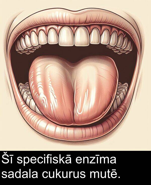 enzīma: Šī specifiskā enzīma sadala cukurus mutē.