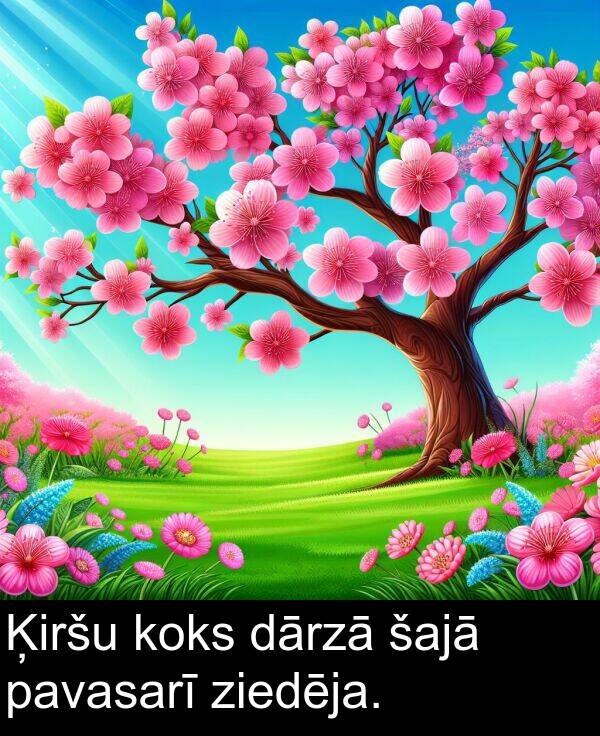 pavasarī: Ķiršu koks dārzā šajā pavasarī ziedēja.