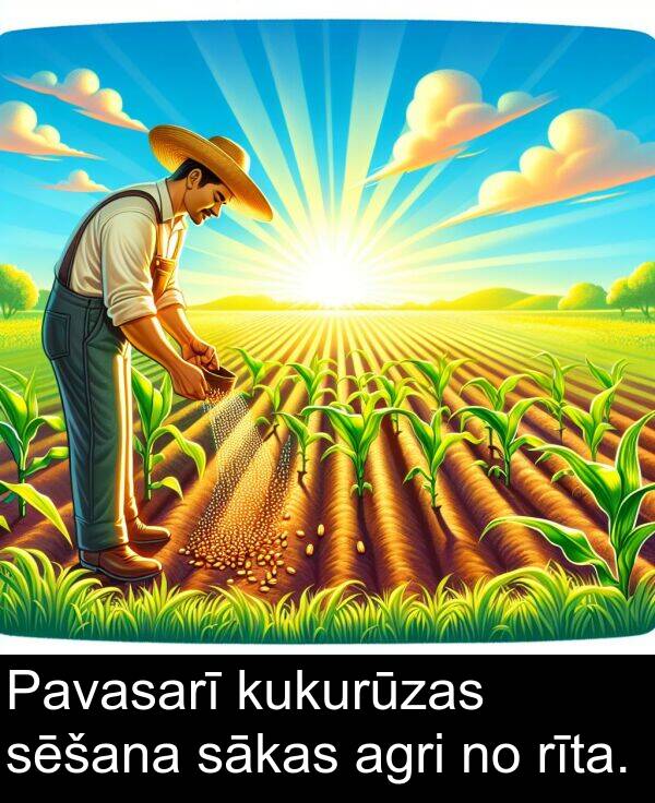 kukurūzas: Pavasarī kukurūzas sēšana sākas agri no rīta.