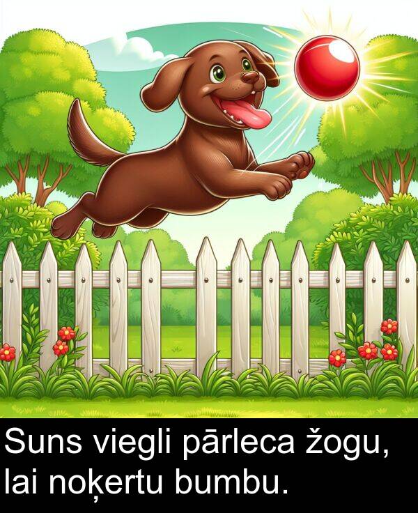 žogu: Suns viegli pārleca žogu, lai noķertu bumbu.