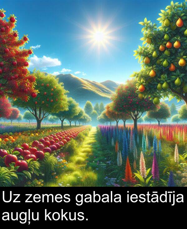 kokus: Uz zemes gabala iestādīja augļu kokus.