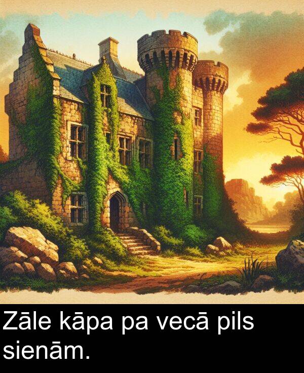 kāpa: Zāle kāpa pa vecā pils sienām.