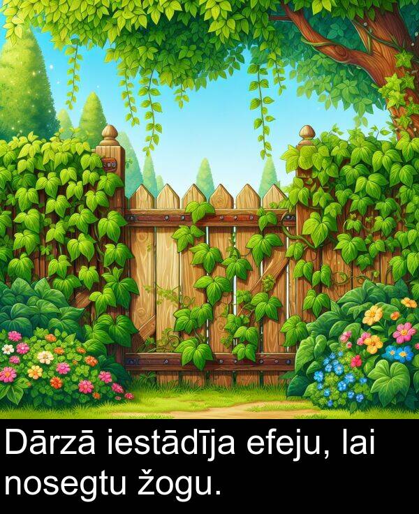 žogu: Dārzā iestādīja efeju, lai nosegtu žogu.