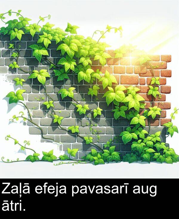 pavasarī: Zaļā efeja pavasarī aug ātri.