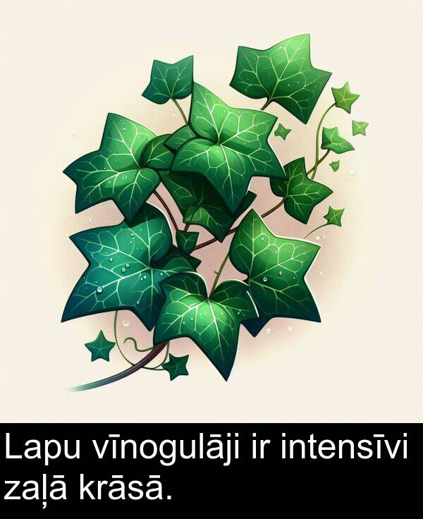 krāsā: Lapu vīnogulāji ir intensīvi zaļā krāsā.