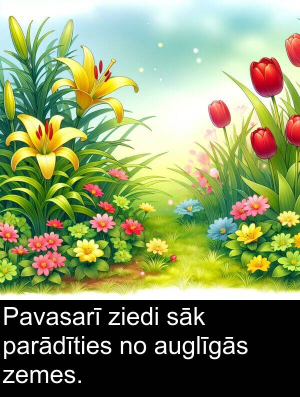 ziedi: Pavasarī ziedi sāk parādīties no auglīgās zemes.
