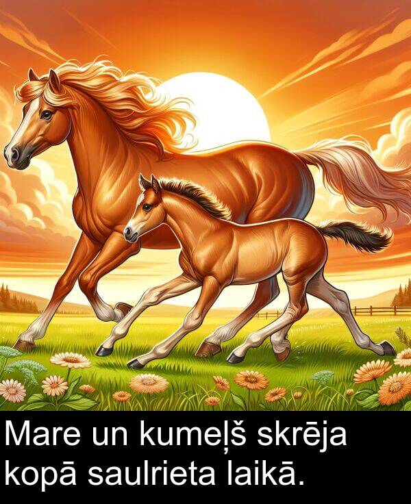 kopā: Mare un kumeļš skrēja kopā saulrieta laikā.