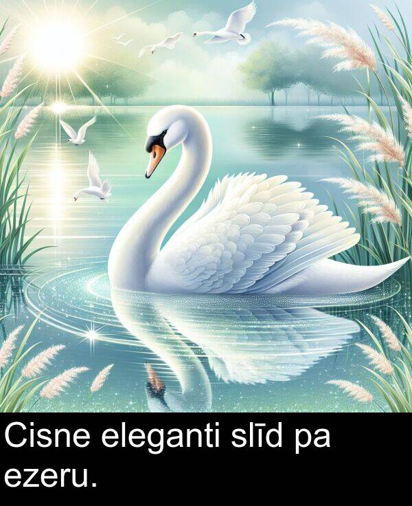 ezeru: Cisne eleganti slīd pa ezeru.
