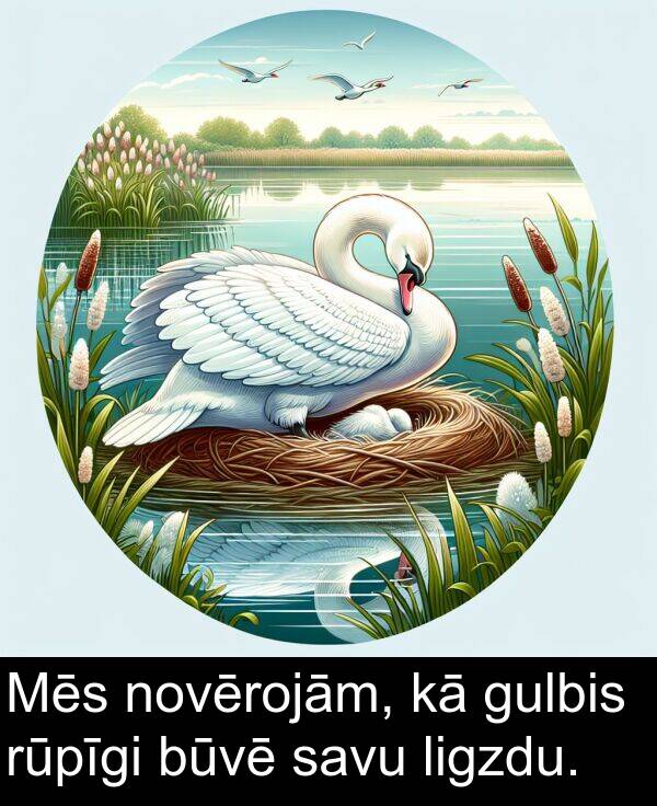 rūpīgi: Mēs novērojām, kā gulbis rūpīgi būvē savu ligzdu.