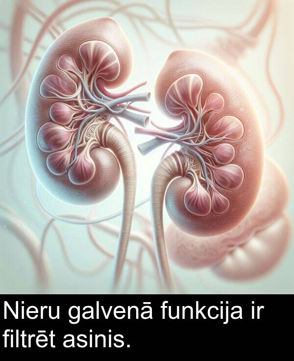 filtrēt: Nieru galvenā funkcija ir filtrēt asinis.