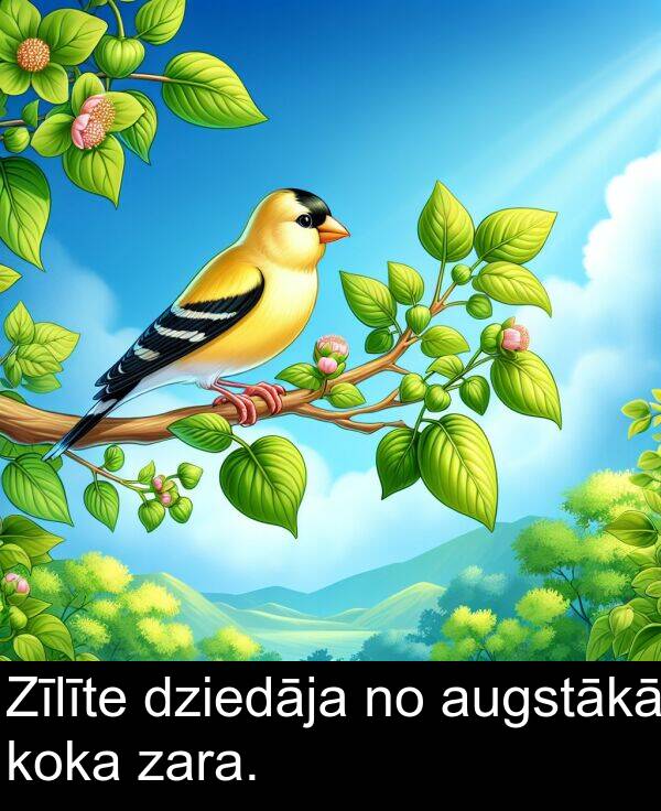 koka: Zīlīte dziedāja no augstākā koka zara.