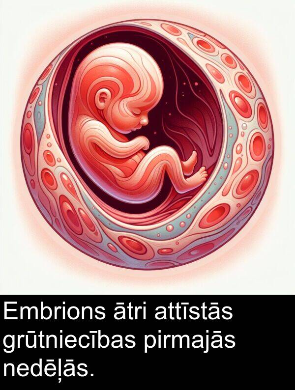 ātri: Embrions ātri attīstās grūtniecības pirmajās nedēļās.