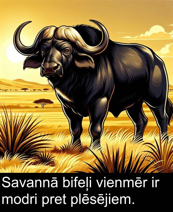 pret: Savannā bifeļi vienmēr ir modri pret plēsējiem.
