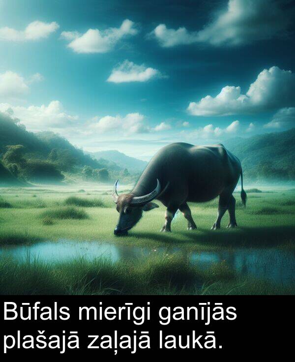 ganījās: Būfals mierīgi ganījās plašajā zaļajā laukā.