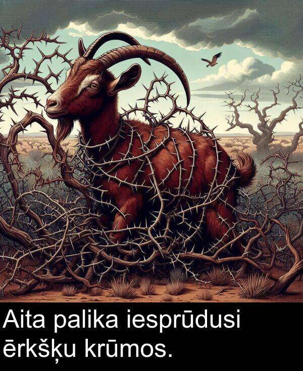 krūmos: Aita palika iesprūdusi ērkšķu krūmos.