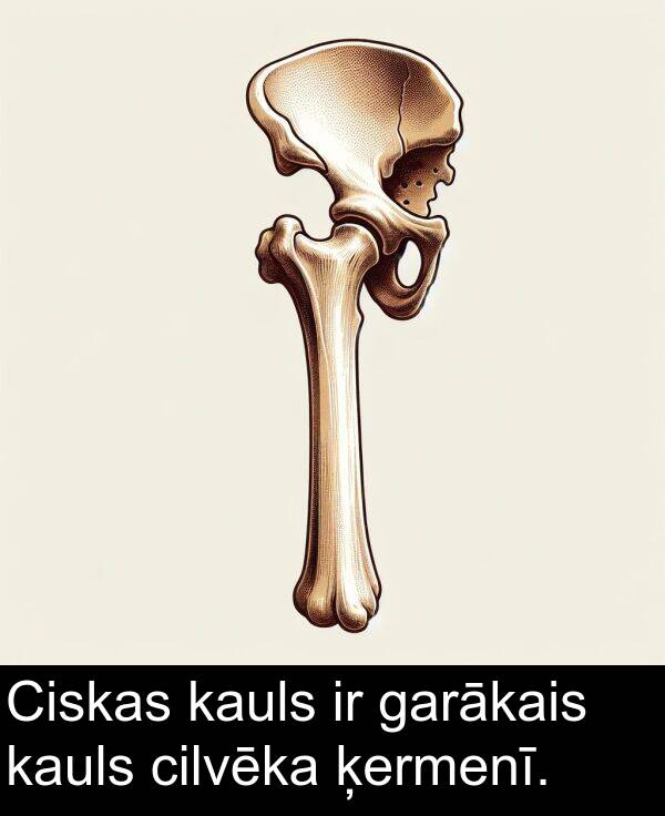garākais: Ciskas kauls ir garākais kauls cilvēka ķermenī.
