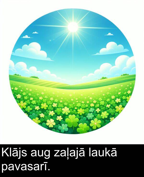 pavasarī: Klājs aug zaļajā laukā pavasarī.