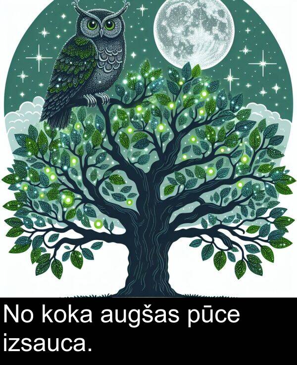 koka: No koka augšas pūce izsauca.