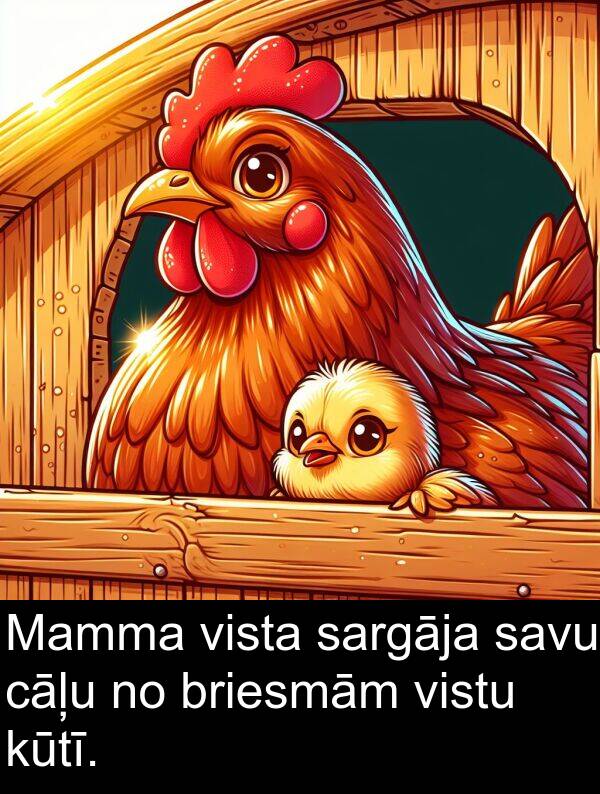 cāļu: Mamma vista sargāja savu cāļu no briesmām vistu kūtī.