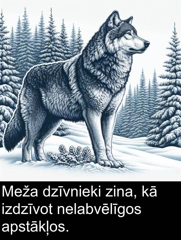 apstākļos: Meža dzīvnieki zina, kā izdzīvot nelabvēlīgos apstākļos.