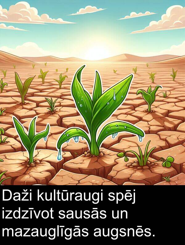 kultūraugi: Daži kultūraugi spēj izdzīvot sausās un mazauglīgās augsnēs.