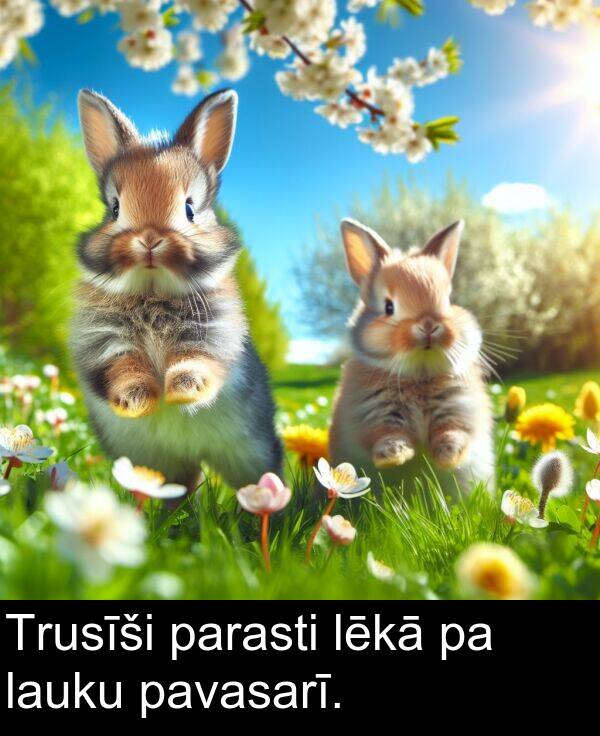 pavasarī: Trusīši parasti lēkā pa lauku pavasarī.