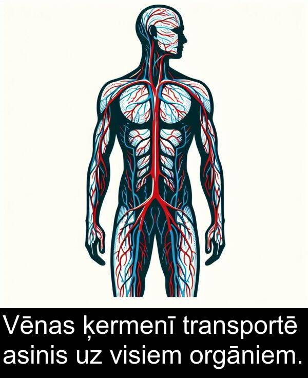 orgāniem: Vēnas ķermenī transportē asinis uz visiem orgāniem.