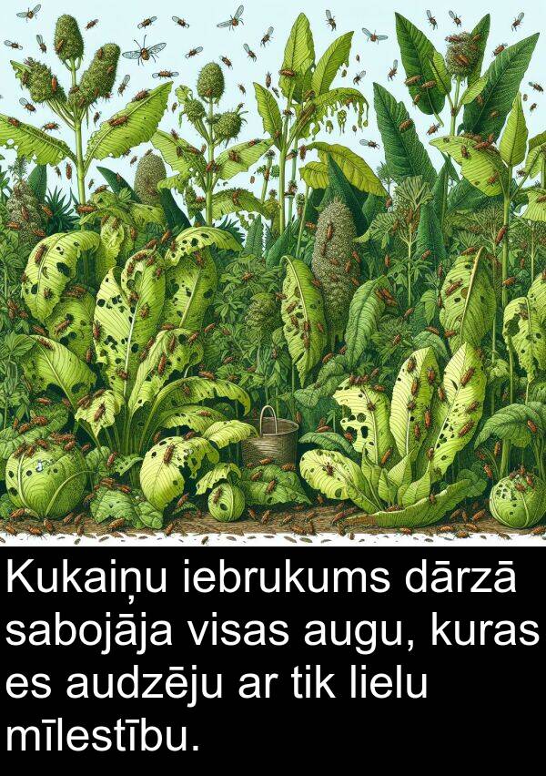 kuras: Kukaiņu iebrukums dārzā sabojāja visas augu, kuras es audzēju ar tik lielu mīlestību.