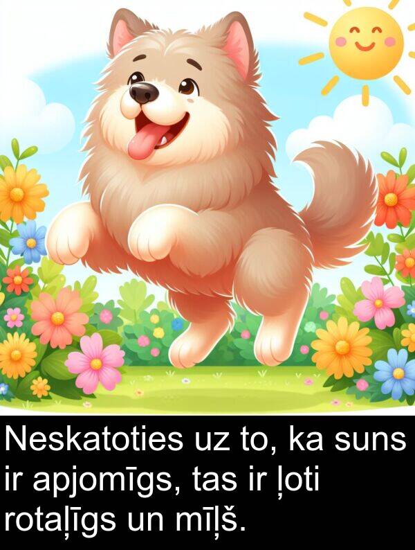 suns: Neskatoties uz to, ka suns ir apjomīgs, tas ir ļoti rotaļīgs un mīļš.
