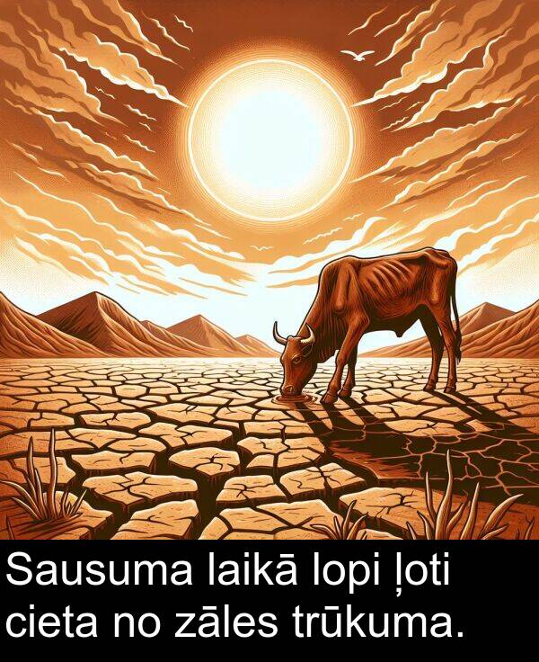 laikā: Sausuma laikā lopi ļoti cieta no zāles trūkuma.