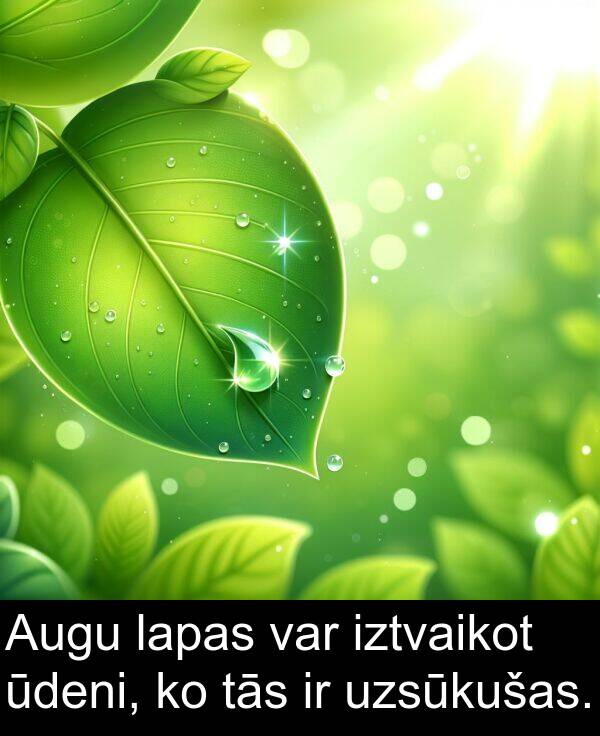 lapas: Augu lapas var iztvaikot ūdeni, ko tās ir uzsūkušas.