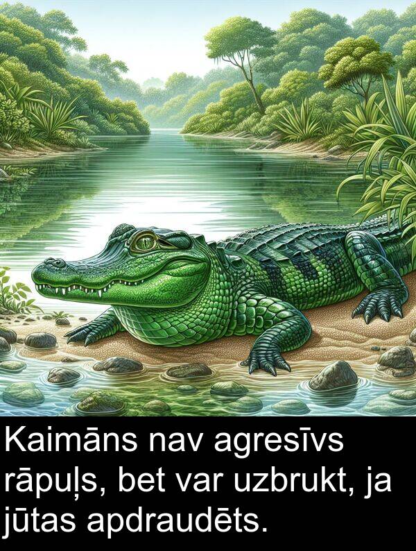 nav: Kaimāns nav agresīvs rāpuļs, bet var uzbrukt, ja jūtas apdraudēts.