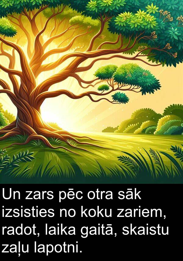 koku: Un zars pēc otra sāk izsisties no koku zariem, radot, laika gaitā, skaistu zaļu lapotni.