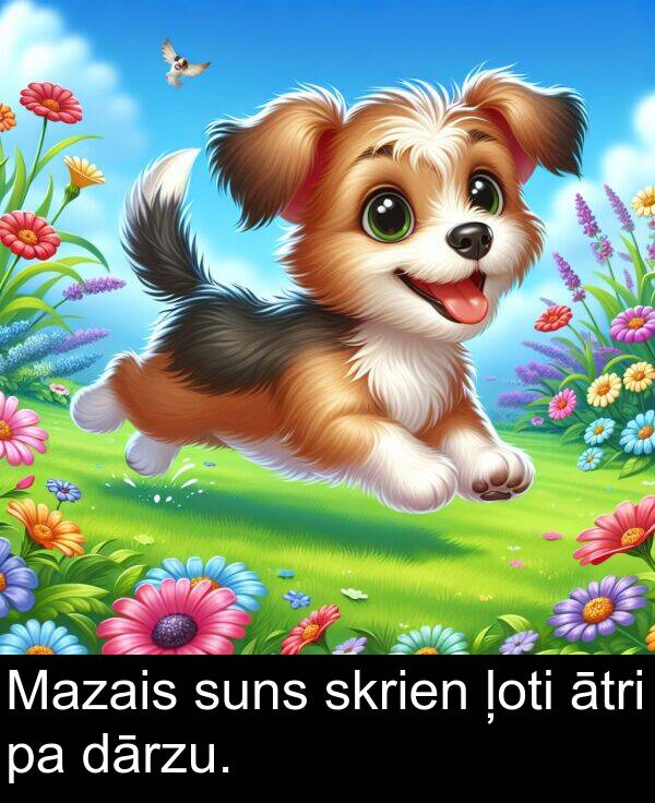 suns: Mazais suns skrien ļoti ātri pa dārzu.