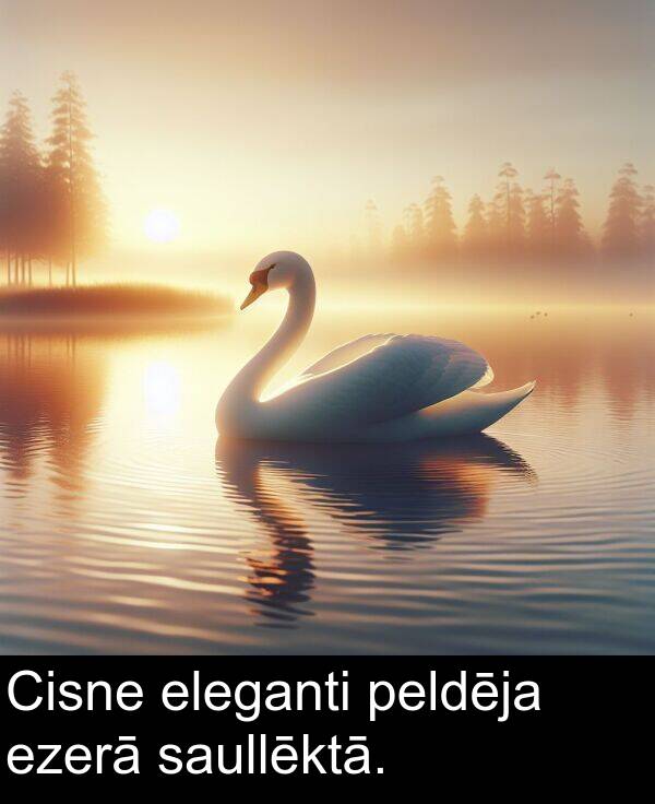 ezerā: Cisne eleganti peldēja ezerā saullēktā.
