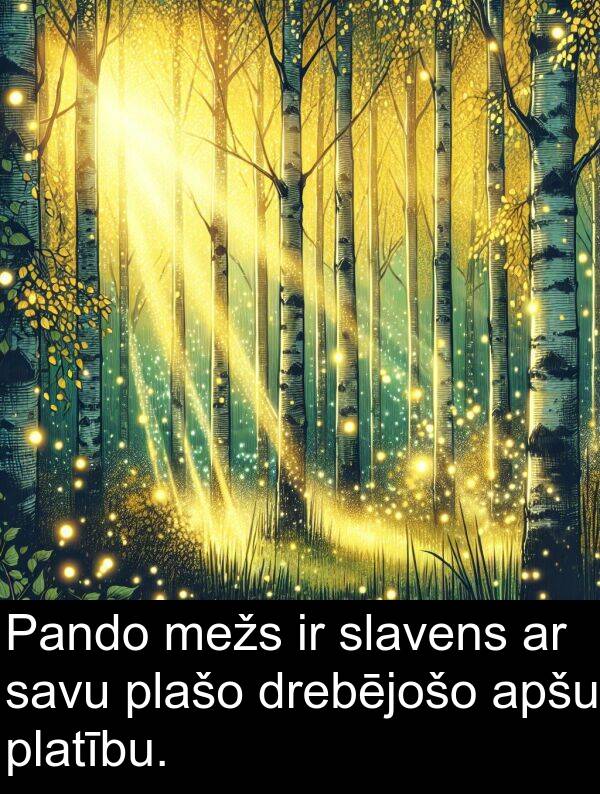 platību: Pando mežs ir slavens ar savu plašo drebējošo apšu platību.
