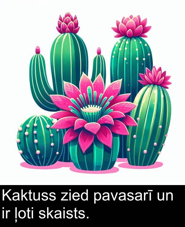 pavasarī: Kaktuss zied pavasarī un ir ļoti skaists.