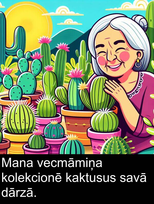 kolekcionē: Mana vecmāmiņa kolekcionē kaktusus savā dārzā.