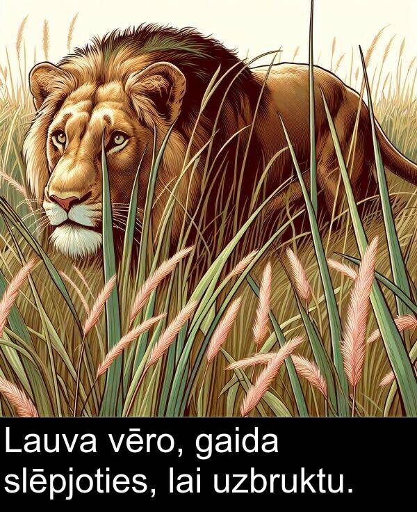 gaida: Lauva vēro, gaida slēpjoties, lai uzbruktu.