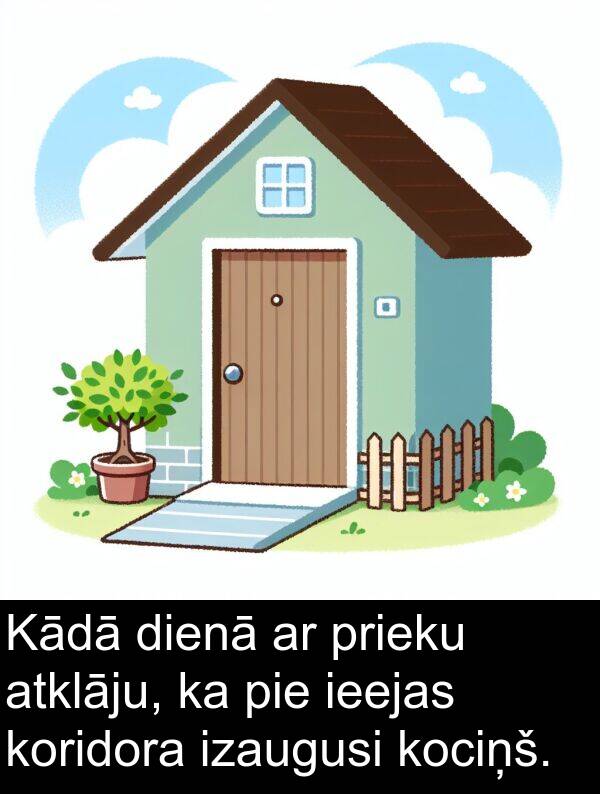 koridora: Kādā dienā ar prieku atklāju, ka pie ieejas koridora izaugusi kociņš.